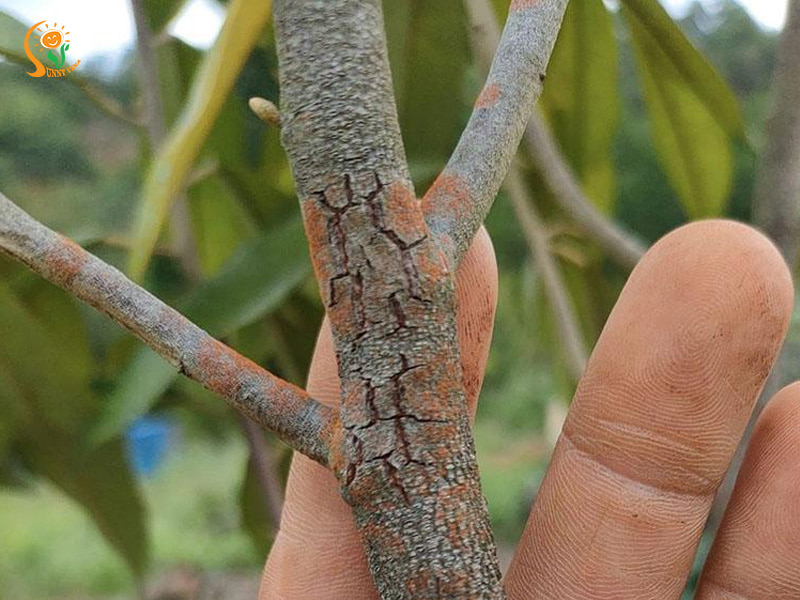 4 bệnh cây trồng mùa mưa phổ biến và cách xử lý hiệu quả