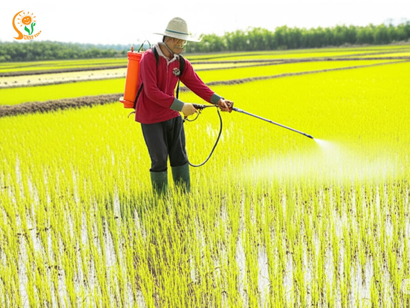 4 bệnh cây trồng mùa mưa phổ biến và cách xử lý hiệu quả