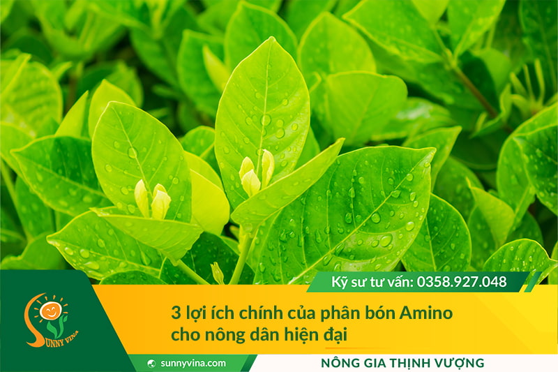 3 lợi ích chính của phân bón Amino cho nông dân hiện đại