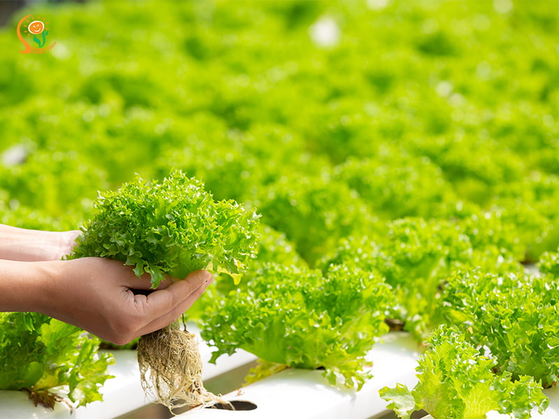 NPK hay hữu cơ: Lựa chọn tốt nhất cho giai đoạn nuôi trái?