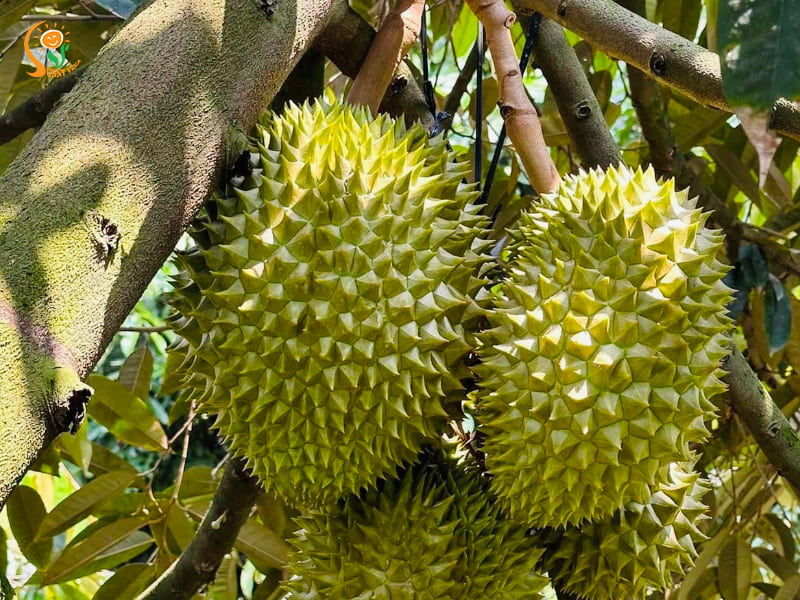 4 lưu ý khi chọn phân NPK theo giai đoạn phát triển
