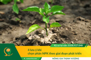 4 lưu ý khi chọn phân NPK theo giai đoạn phát triển