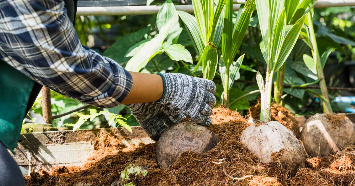 Vai trò của phân hữu cơ đối với cây trồng và đất