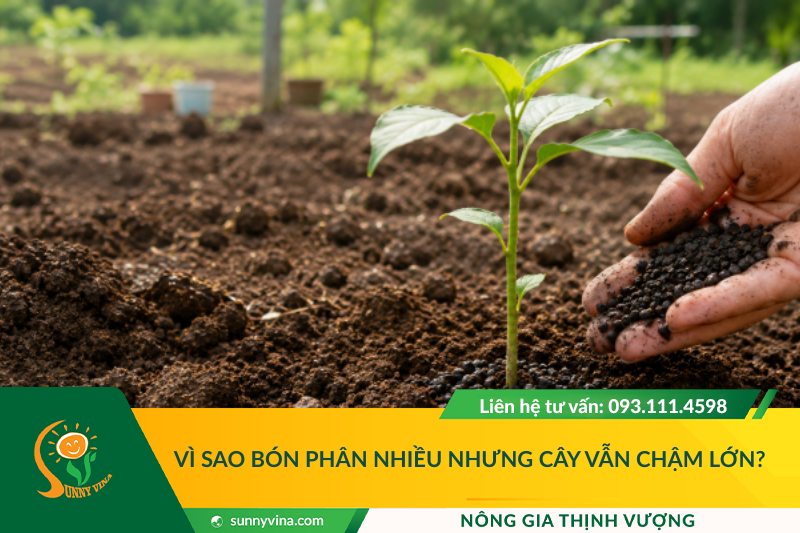 Bón phân nhiều nhưng cây vẫn chậm lớn